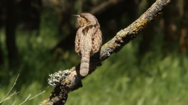 Avrasya wryneck (Jynx torquilla)