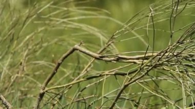 Avrasya wryneck (Jynx torquilla)