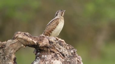 Avrasya wryneck (Jynx torquilla)