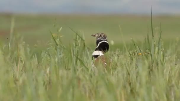 Mały Bustard Tetrax Tetrax — Wideo stockowe