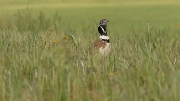 Mały Bustard Tetrax Tetrax — Wideo stockowe