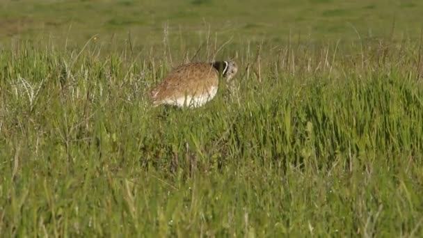 Mały Bustard Tetrax Tetrax — Wideo stockowe