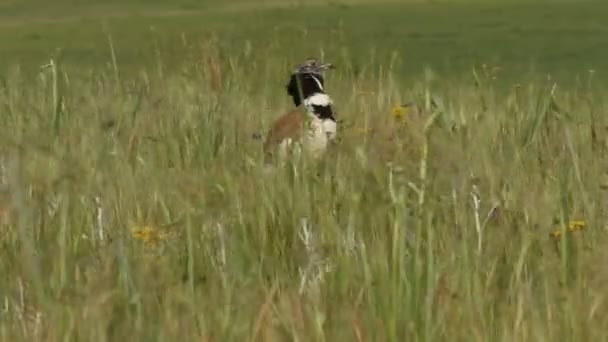 Mały Bustard Tetrax Tetrax — Wideo stockowe