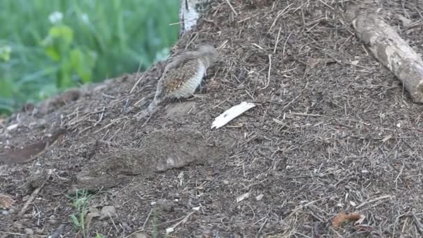 Євразійський Wryneck Jynx Торкілья — стокове відео