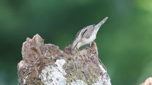 Євразійський Wryneck Jynx Торкілья — стокове відео