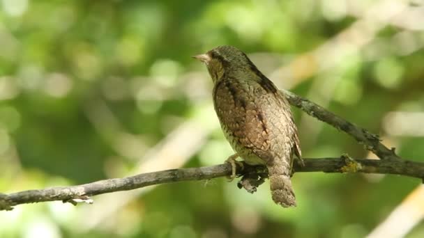 Євразійський Wryneck Jynx Торкілья — стокове відео