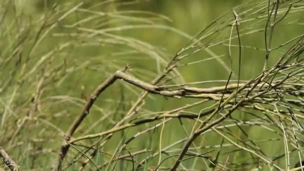 Євразійський Wryneck Jynx Торкілья — стокове відео