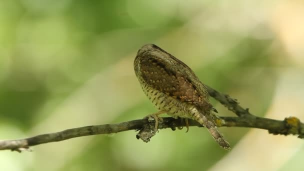 Eurasian Wryneck Jynx Torquilla — Stock Video