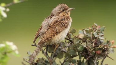 Avrasya wryneck (Jynx torquilla)