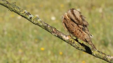 Avrasya wryneck (Jynx torquilla)