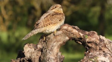 Avrasya wryneck (Jynx torquilla)