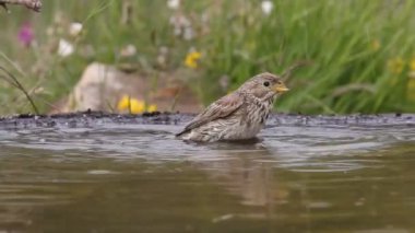Kaya serçesi yazın ilk ışıklarıyla bir su birikintisinde banyo yapıyor.