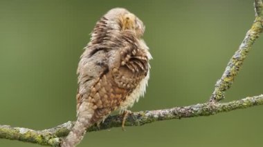 Avrasya wryneck (Jynx torquilla)