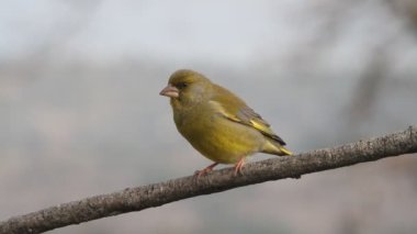 Avrupa greenfinch, Kloris klor, kuşlar