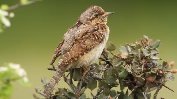 Wryneck Zwyczajny Jynx Torquilla — Wideo stockowe