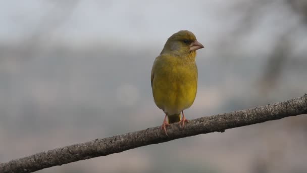 Fringuello Verde Europeo Cloris Chloris Uccelli — Video Stock