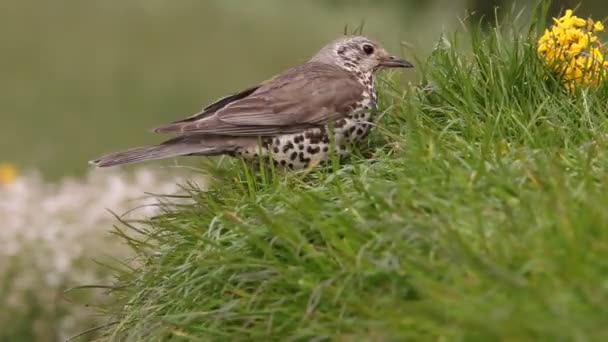 Mistle Lijster Met Laatste Lichten Van Dag — Stockvideo