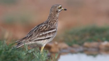 Taş-curlew, Burhinus oedicnemus
