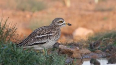 Taş-curlew, Burhinus oedicnemus