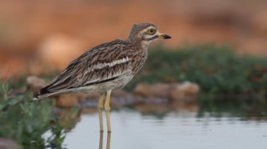 Taş-curlew, Burhinus oedicnemus