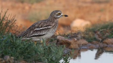 Taş-curlew, Burhinus oedicnemus