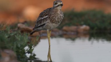 Taş-curlew, Burhinus oedicnemus