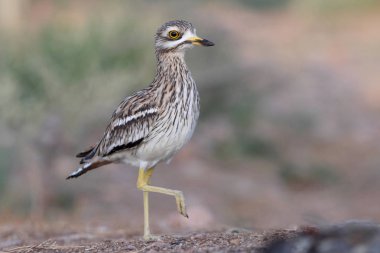 Taş kıvırcık, Burhinus oedicnemus, kuşlar
