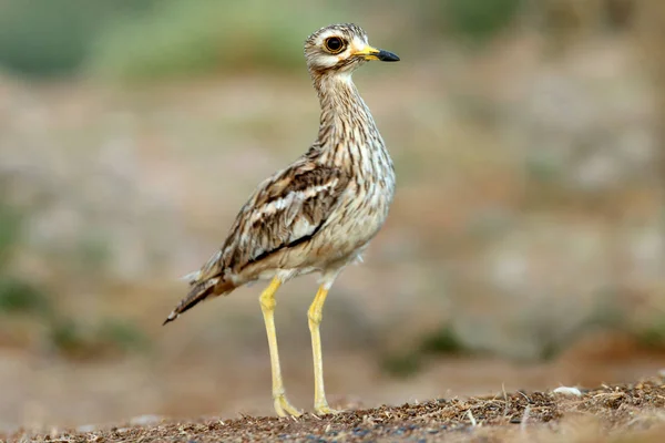 Каменный Кудряш Burhinus Oedicnemus Птицы — стоковое фото