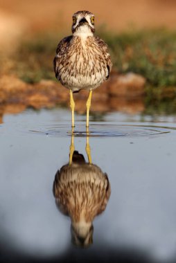 Stone curlew, Burhinus oedicnemus, birds clipart