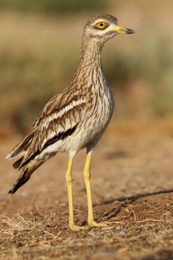 Taş kıvırcık, Burhinus oedicnemus, kuşlar