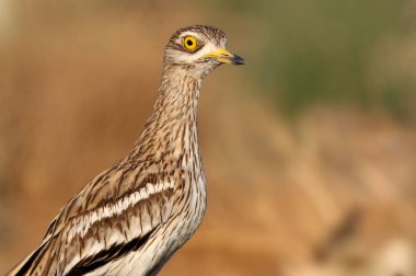 Stone curlew, Burhinus oedicnemus, birds clipart