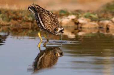 Stone curlew, Burhinus oedicnemus, birds clipart