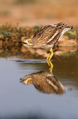 Stone curlew, Burhinus oedicnemus, birds clipart