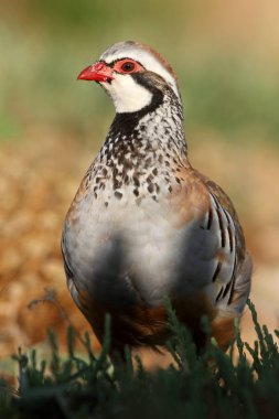 Kırmızı bacaklı keklik, Alectoris rufa, keklik