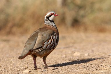 Kırmızı bacaklı keklik, Alectoris rufa, keklik