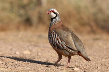 Red legged partridge, Alectoris rufa, partridge clipart