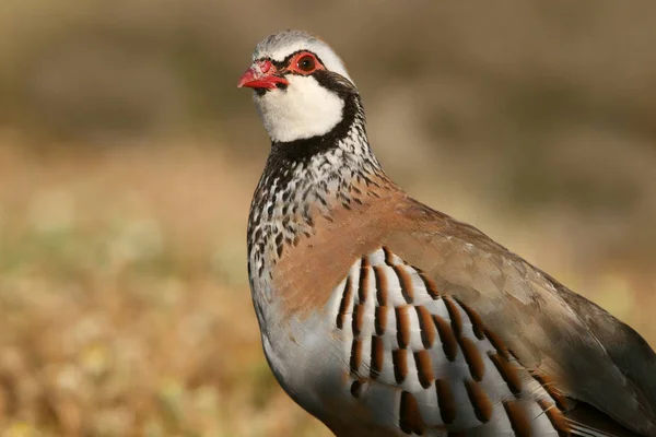 Partridgův Koroptev Alectoris Rufa Partridge — Stock fotografie