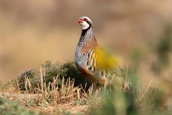 Rödben Rappare Alectoris Rufa Partridge — Stockfoto