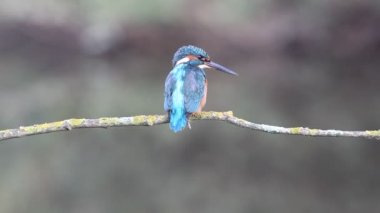 Ortak kingfisher, Alcedo atthis, kuşlar