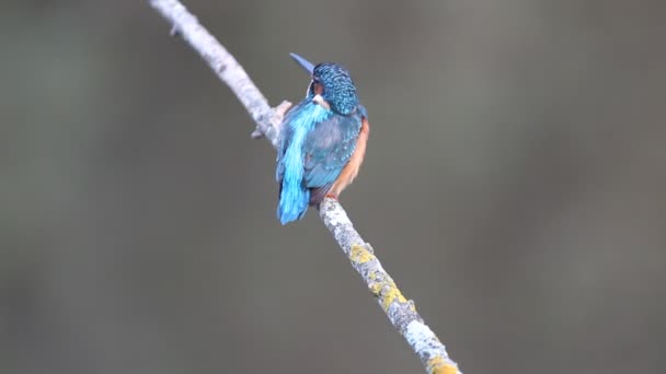 Common Kingfisher Alcedo Atthis Birds — Stock Video