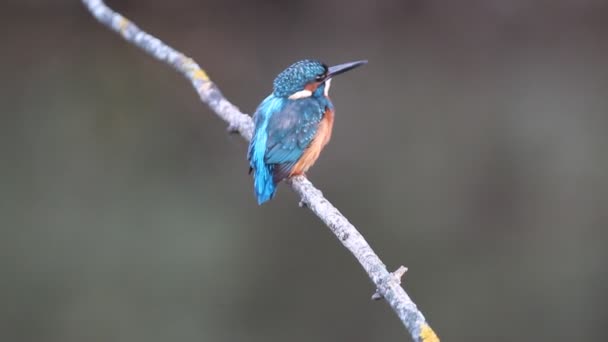 Common Kingfisher Alcedo Atthis Birds — Stock Video