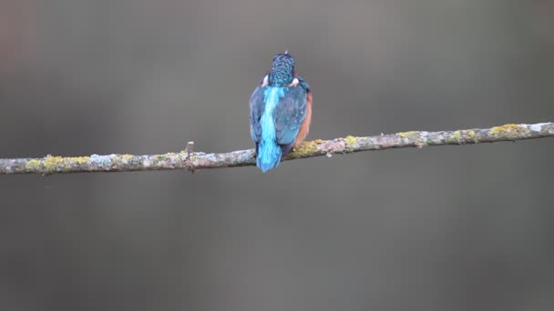 Common Kingfisher Alcedo Atthis Birds — Stock Video