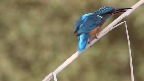 Обыкновенный Зимородок Alcedo Atthis Птицы — стоковое видео