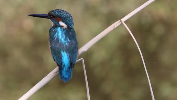 Common Kingfisher Alcedo Atthis Birds — Stock Video