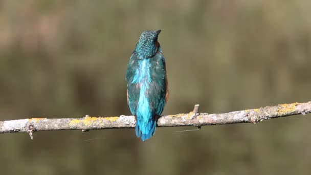 Ortak Kingfisher Alcedo Atthis Kuşlar — Stok video