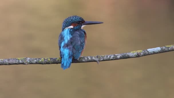 Ortak Kingfisher Alcedo Atthis Kuşlar — Stok video