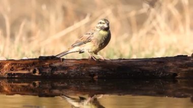 Cirl Bunting 'in erkeği, Emberiza Cirlus.