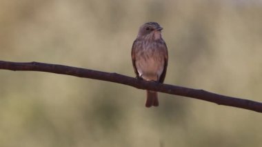 Benekli sinekkapan, muscicapa striata