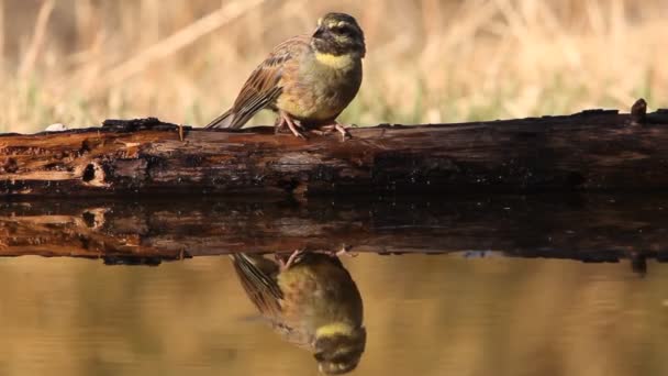 Cirl Bunting Emberiza Cirlus的男性 — 图库视频影像