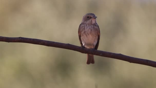 Szürke Légykapó Muscicapa Striata — Stock videók